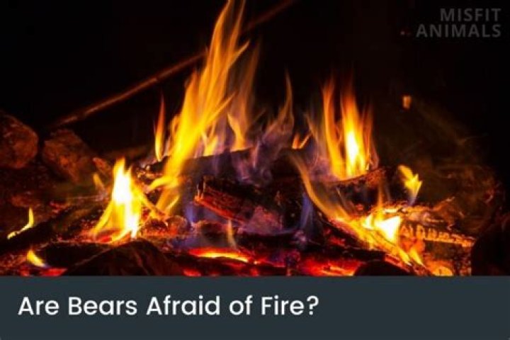 Are bear afraid of fire?