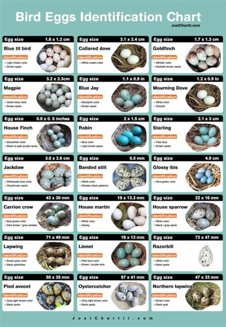 Are eggs bird periods?