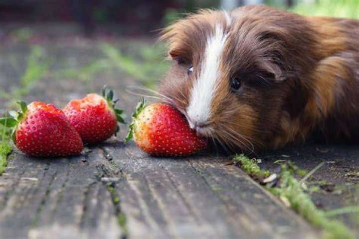 Can guinea pigs aspirate?