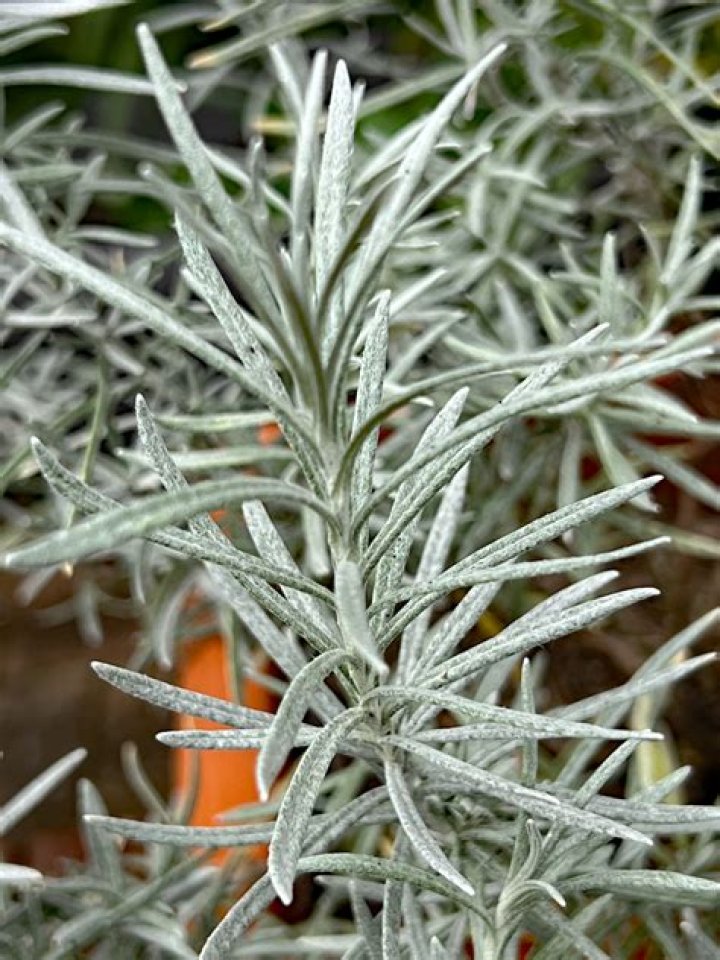 Can you eat silver?
