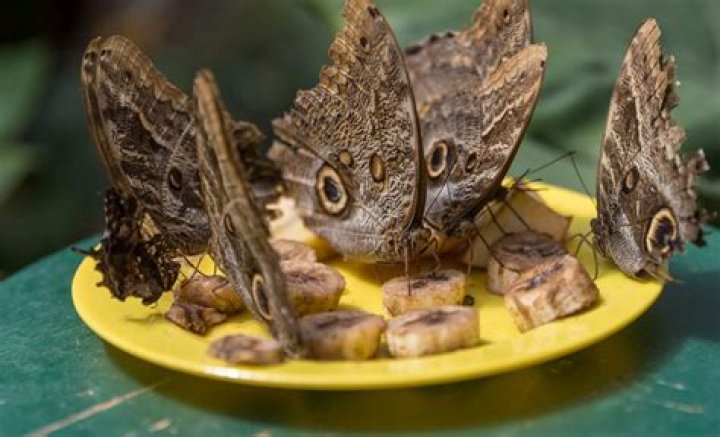 Do butterflies like bananas?
