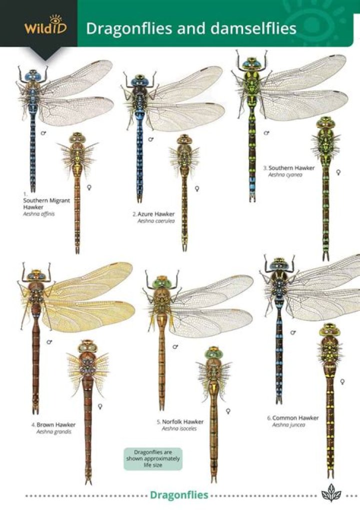 Do dragonflies drown?
