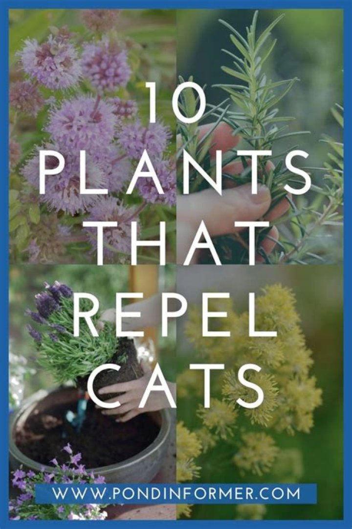 Does dried lavender repel cats?