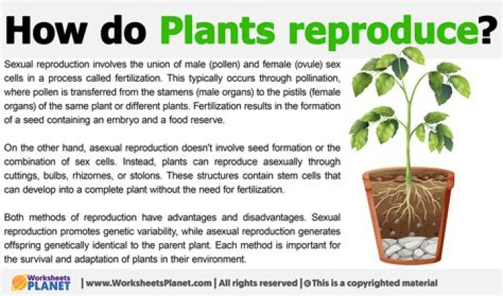 How do Elites reproduce?