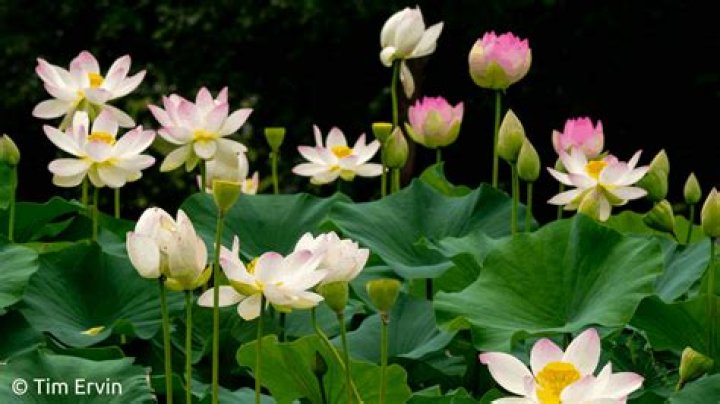 How long do lotus flowers last?
