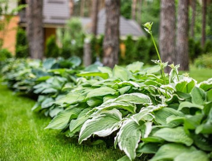 How tall do hostas get?