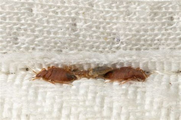 What can bed bugs crawl on?