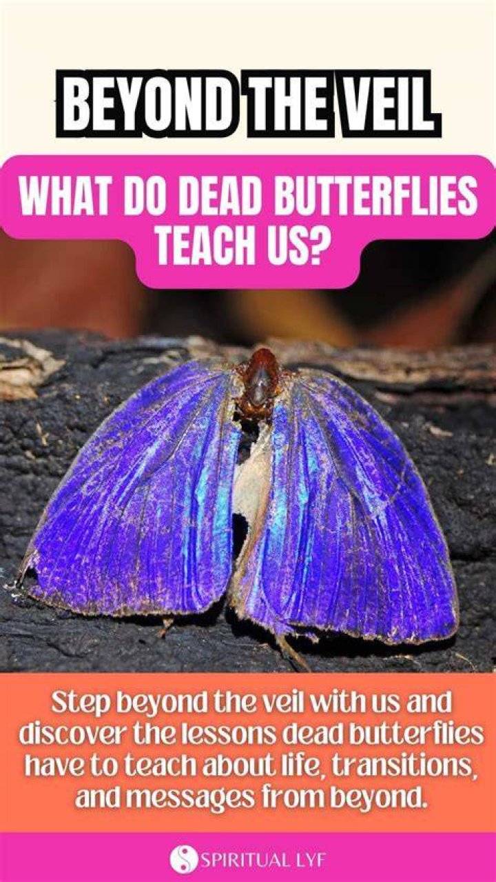 What do you do with a dead butterfly?
