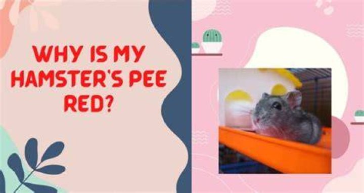 What does hamster pee look like?