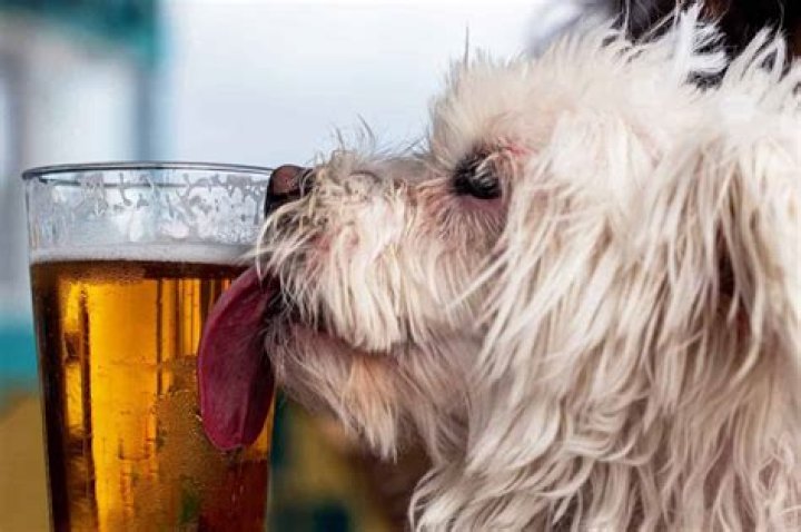 What human drinks can dogs have?