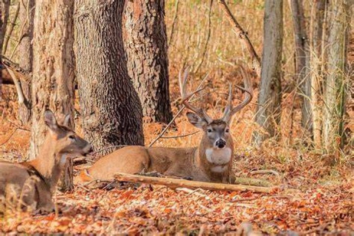 What noise will scare deer?