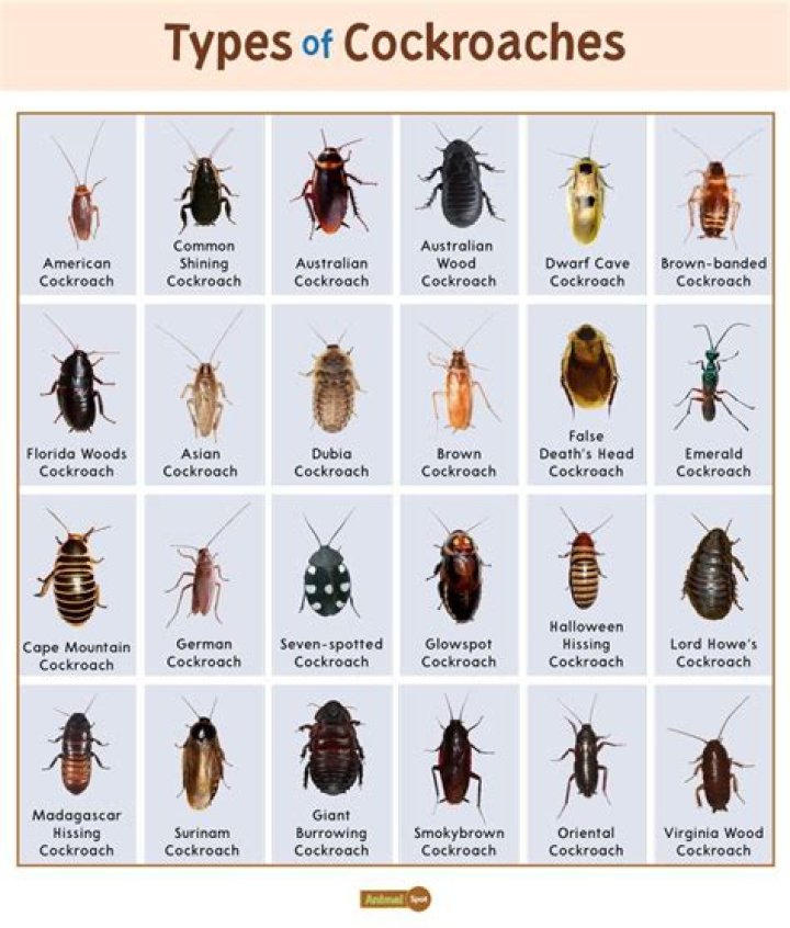 Which pets eat cockroaches?