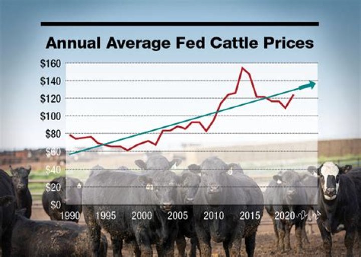 Why are cattle futures falling?