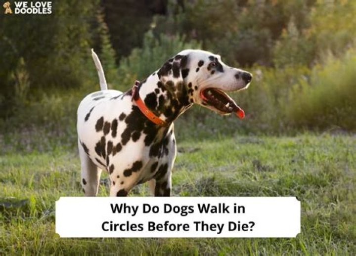 Why do bees walk in circles?