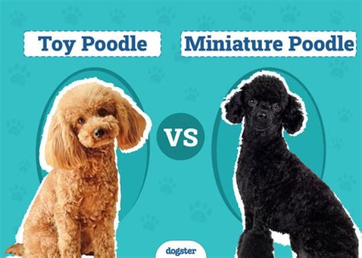 Why do poodles like their paws?