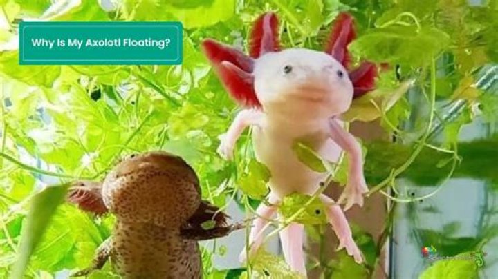 Why is my axolotl thrashing?